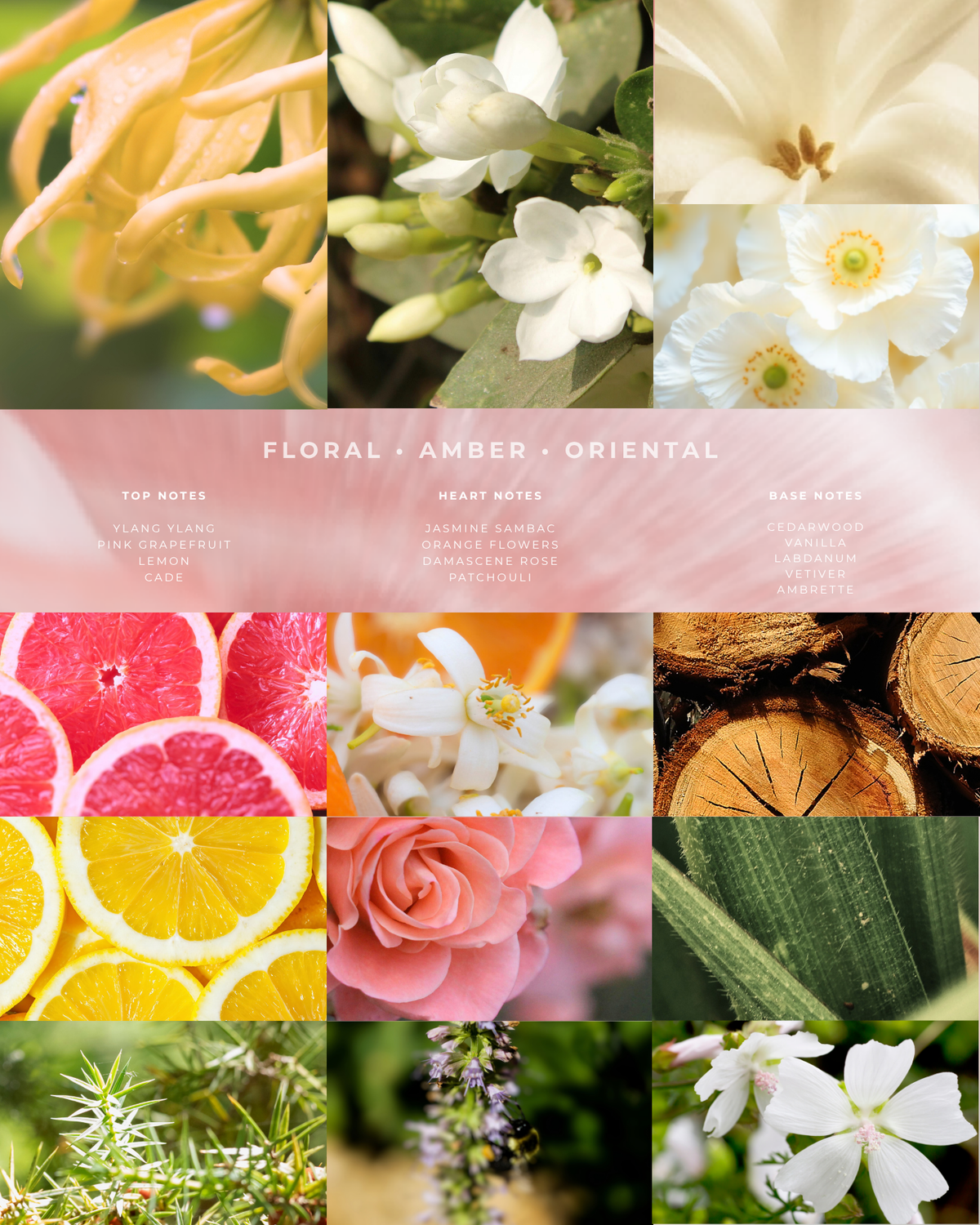 YLANG & BEYOND (PERFUME)